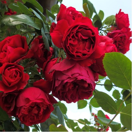 Флорентина