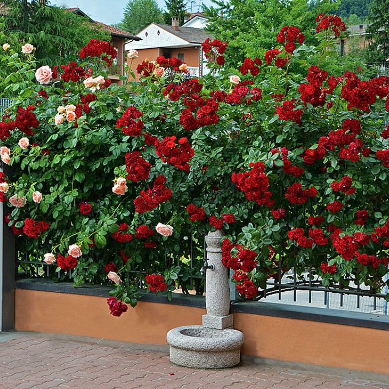 Флорентина