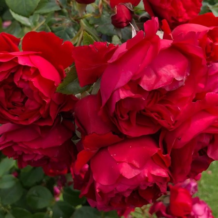 Флорентина