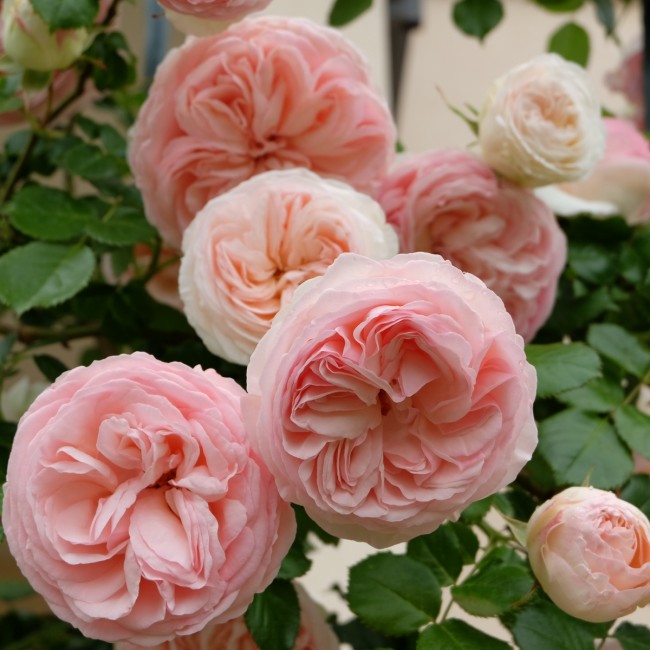 Пьер де ронсар