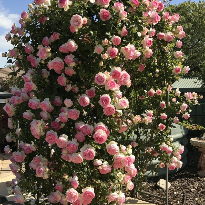 Пьер де ронсар