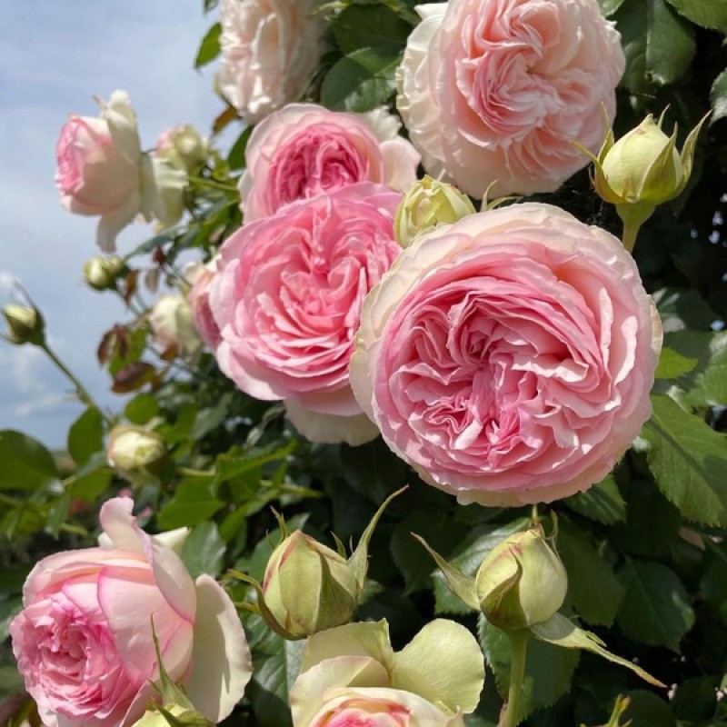 Пьер де ронсар