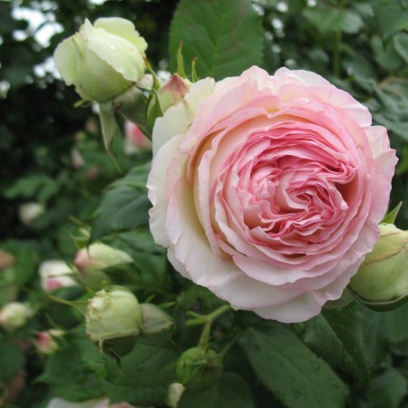 Пьер де ронсар