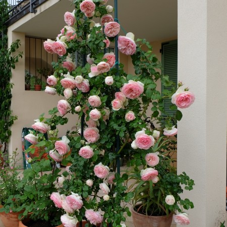 Пьер де ронсар