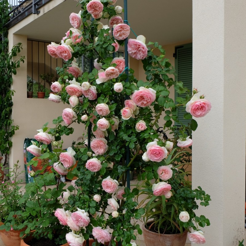 Пьер де ронсар