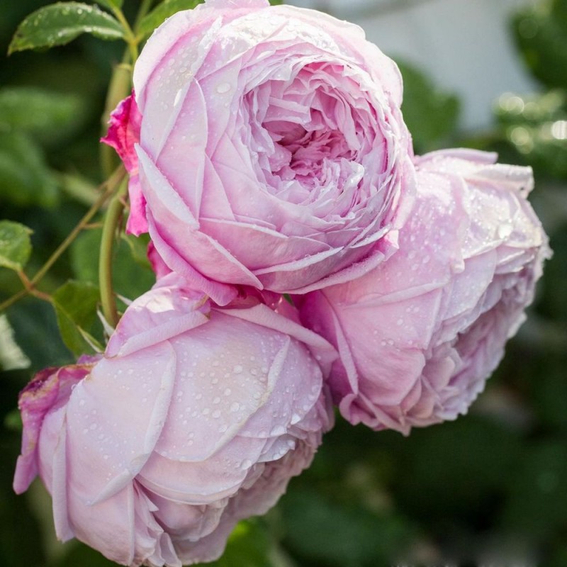 Спирит оф Фридом