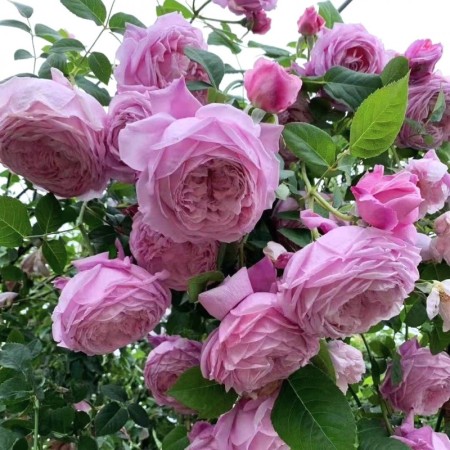 Спирит оф Фридом