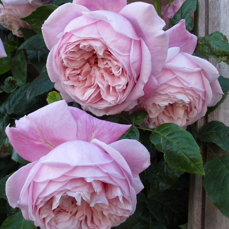 Спирит оф Фридом