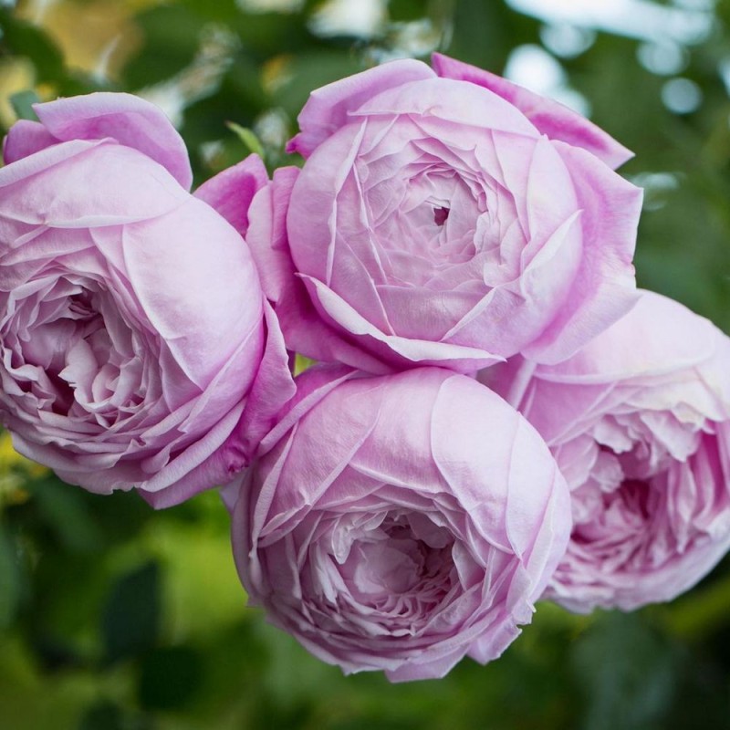 Спирит оф Фридом