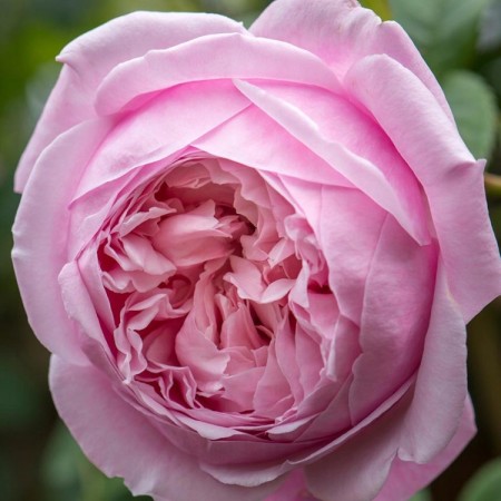 Спирит оф Фридом