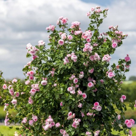 Джеймс Гелвей