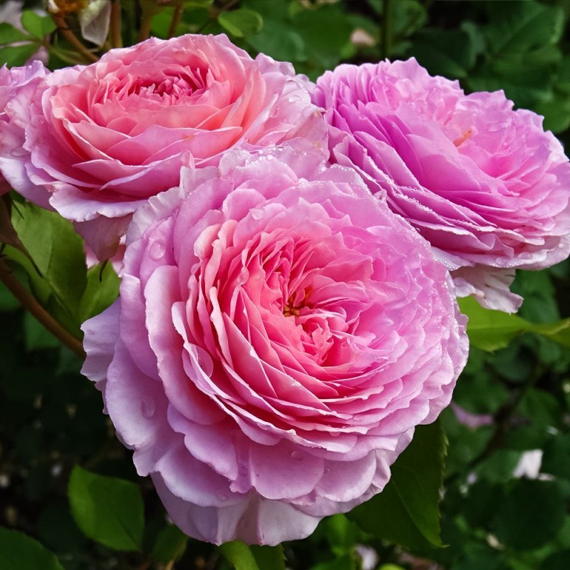 Джеймс Гелвей