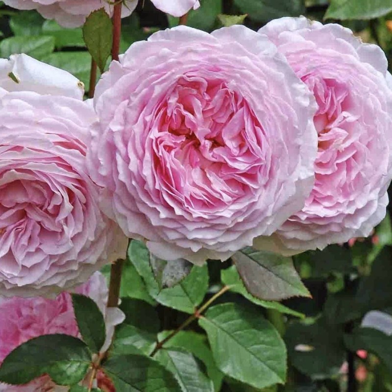 Джеймс Гелвей