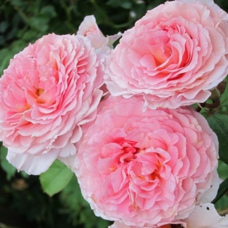 Джеймс Гелвей