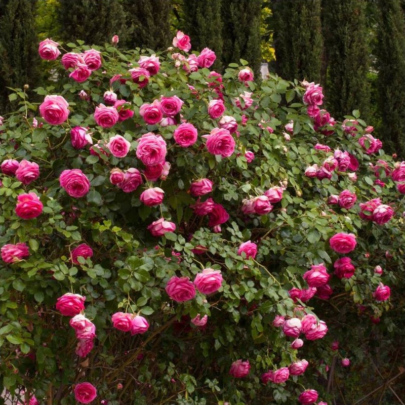 Цикламен Пьер де Ронсар