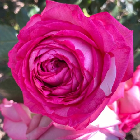 Цикламен Пьер де Ронсар