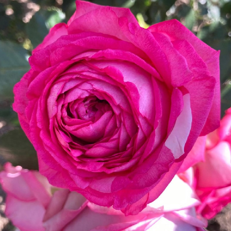 Цикламен Пьер де Ронсар