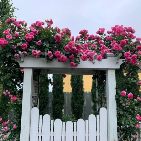 Цикламен Пьер де Ронсар