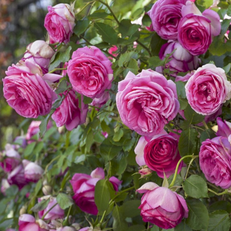 Цикламен Пьер де Ронсар