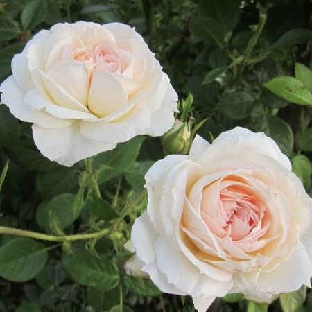 Мон Жарден Э Ма Мезон