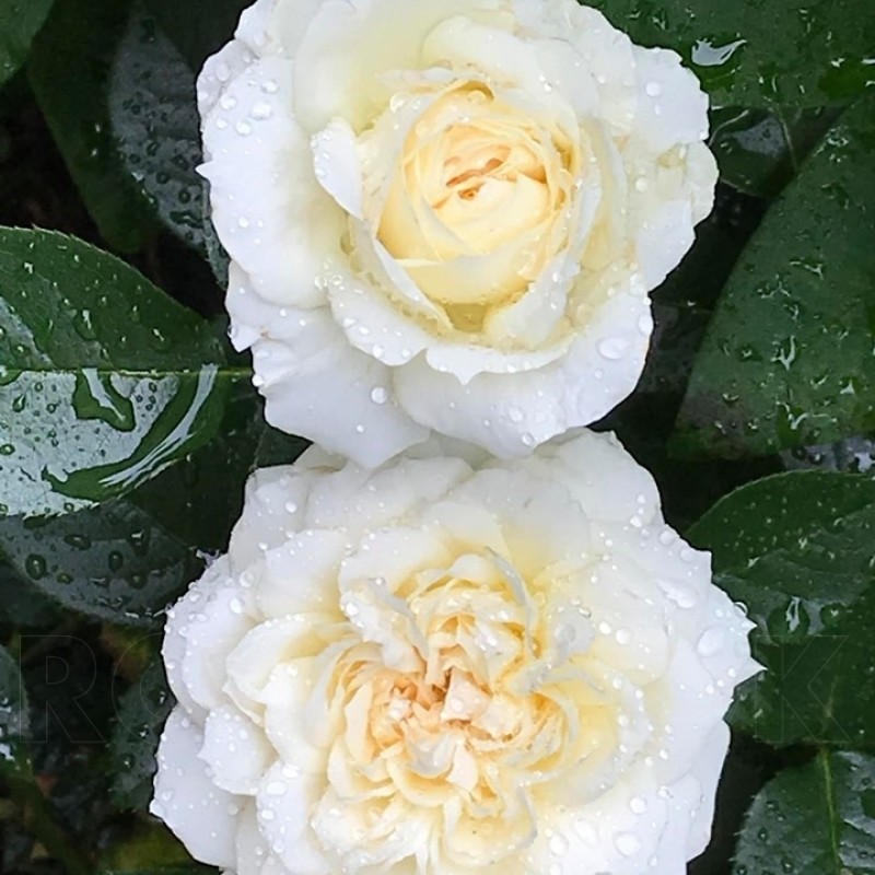 Мон Жарден Э Ма Мезон