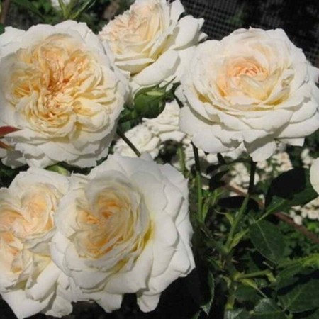 Мон Жарден Э Ма Мезон