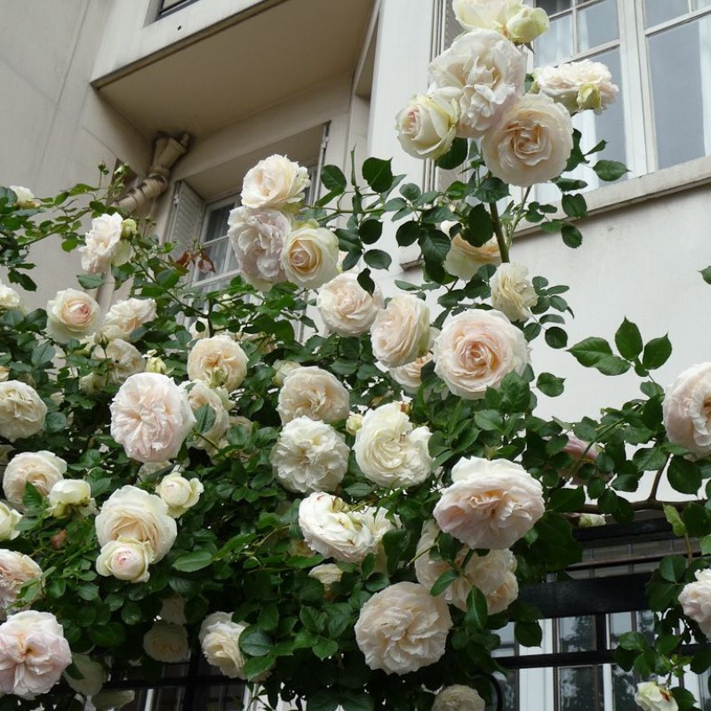 Мон Жарден Э Ма Мезон