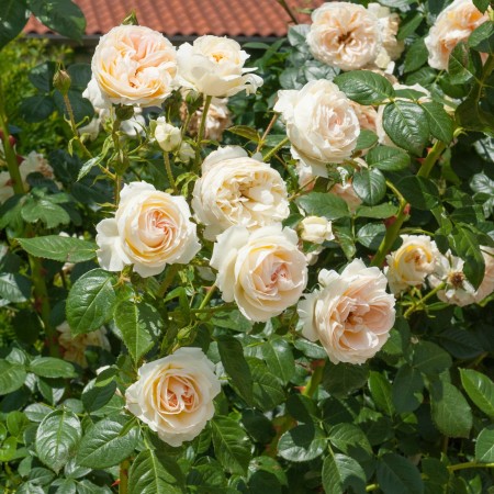 Мон Жарден Э Ма Мезон