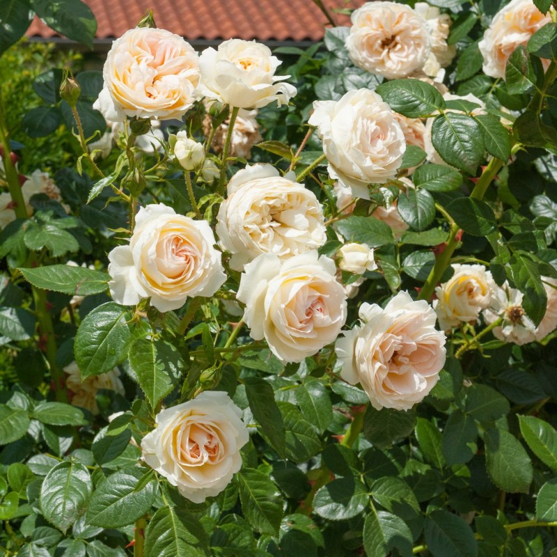 Мон Жарден Э Ма Мезон