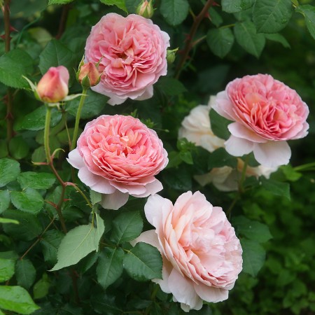 Абрахам Дерби