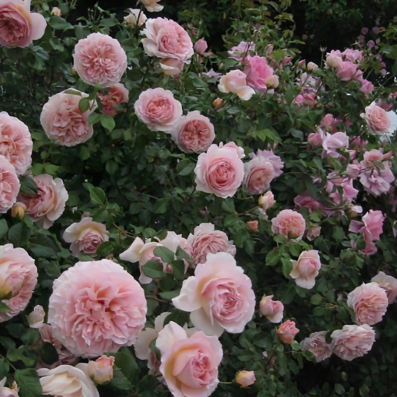 Абрахам Дерби