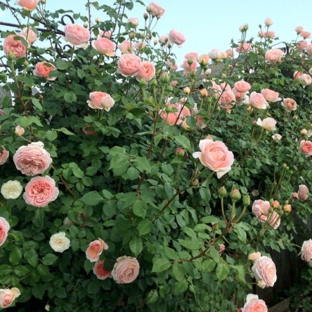 Абрахам Дерби