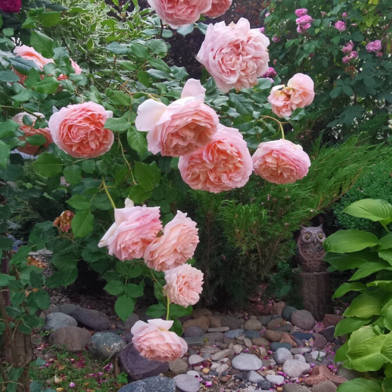 Абрахам Дерби