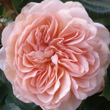 Вильям Моррис