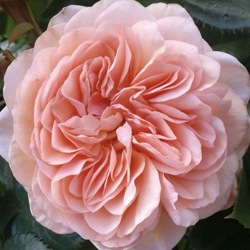 Вильям Моррис