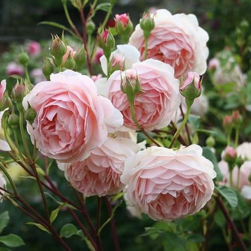 Вильям Моррис