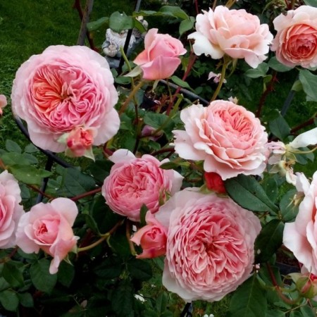 Вильям Моррис