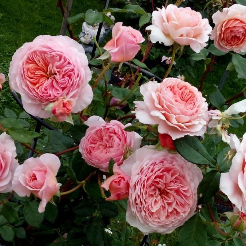 Вильям Моррис