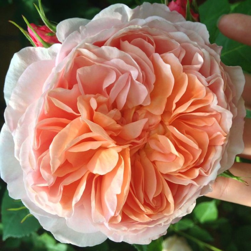 Вильям Моррис