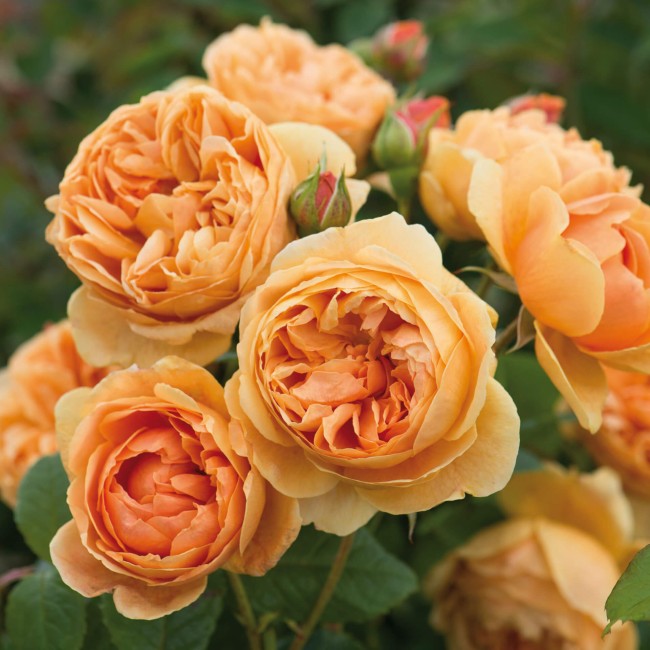 Леди оф Шалот