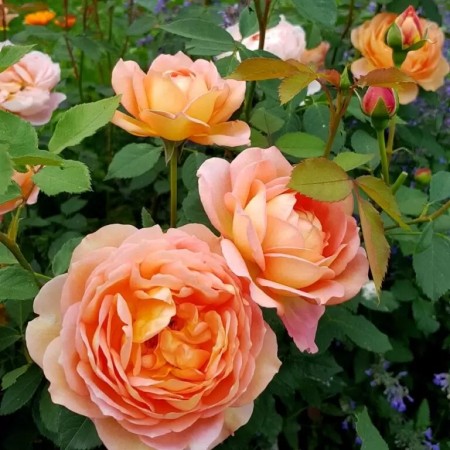 Леди оф Шалот