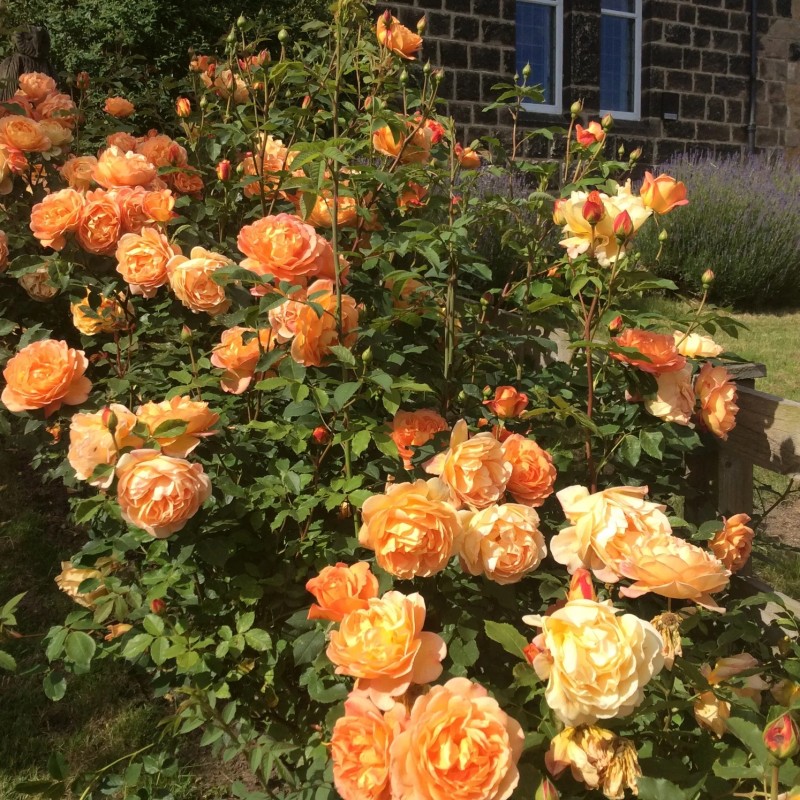 Леди оф Шалот