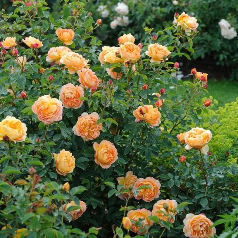 Леди оф Шалот