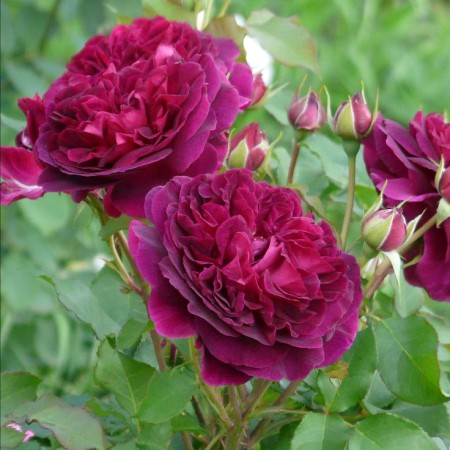 Манстед Вуд