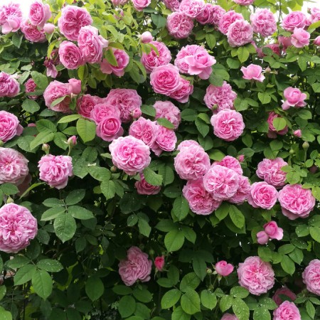 Гертруда Джекилл