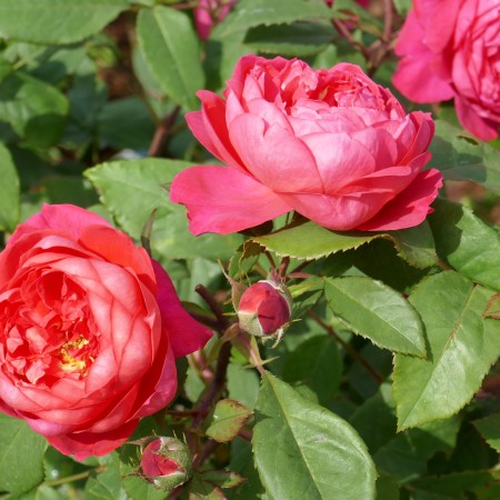 Бенджамин Бриттен