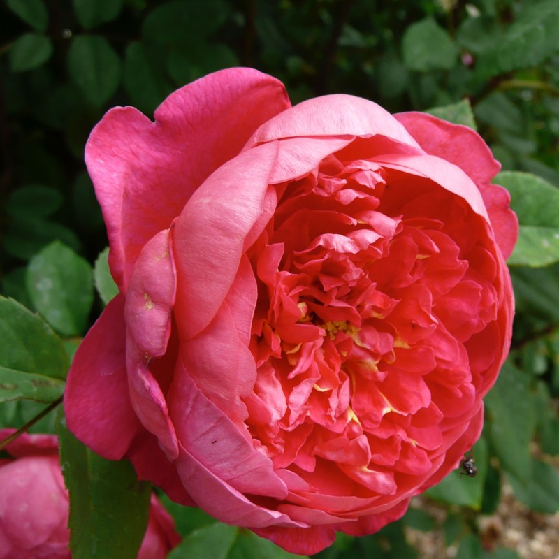 Бенджамин Бриттен