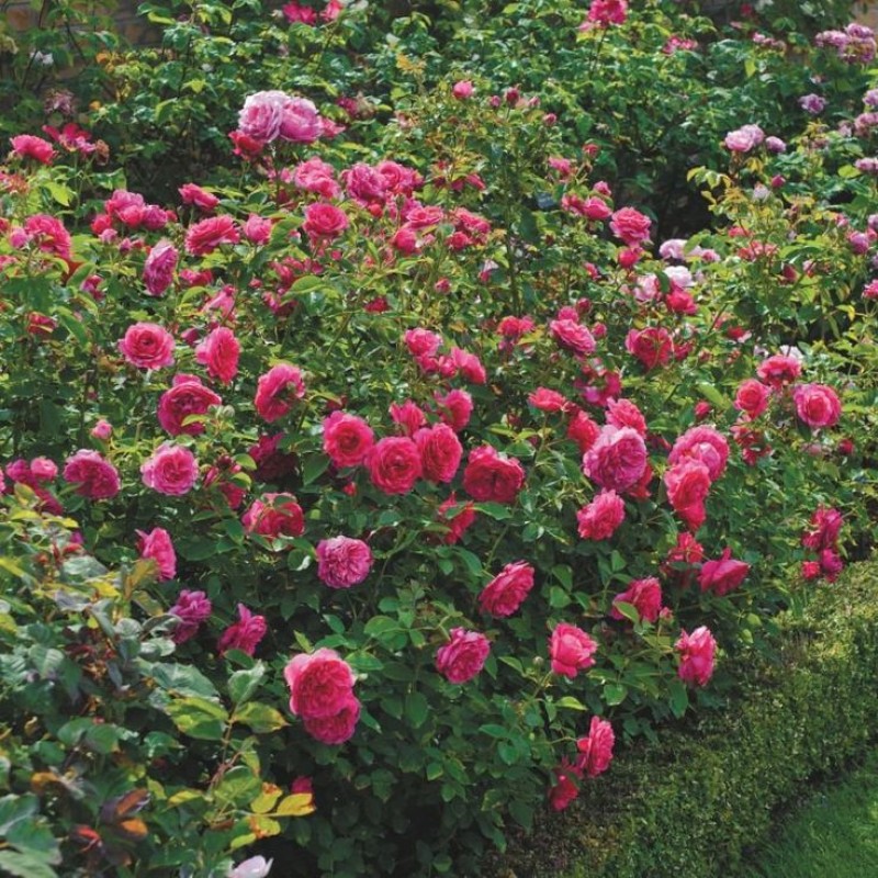 Бенджамин Бриттен