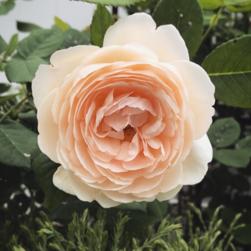 Воллертон Олд Холл