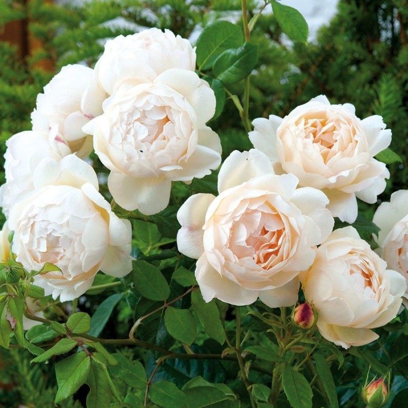 Воллертон Олд Холл